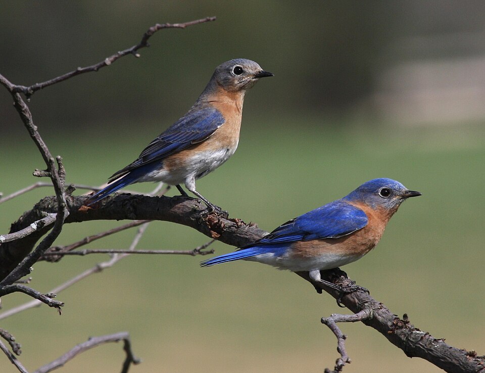 Eastern Bluebird, the state bird of Missouri